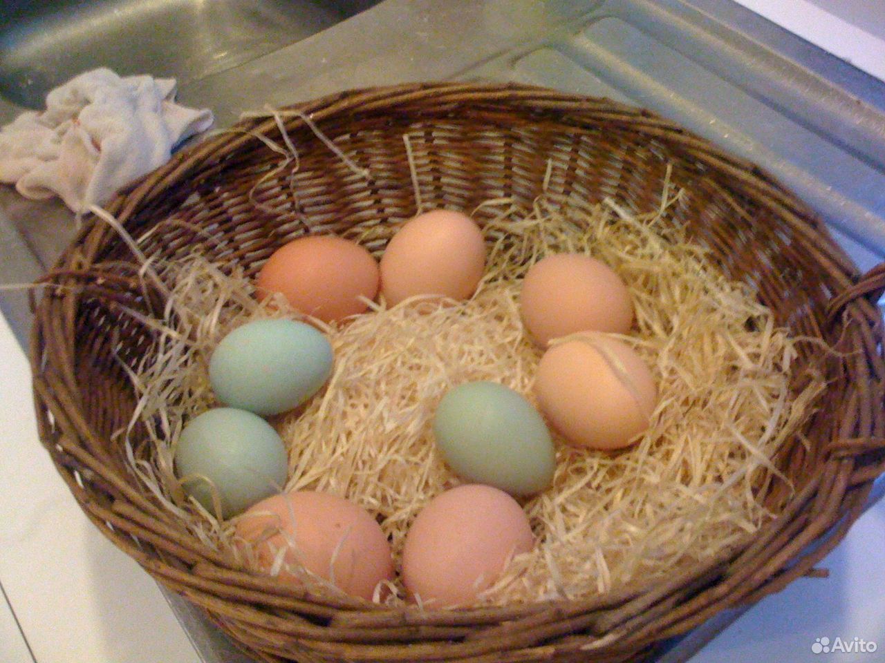 куриные зеленые яйца фото