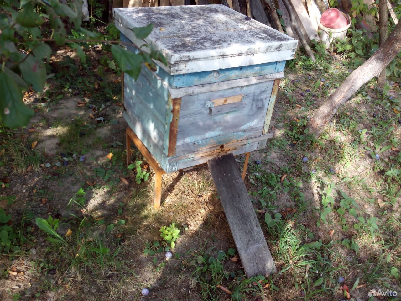 Продажа пчелосемей. Пчёлы породы Карника купить на Зозу.ру - фотография № 1