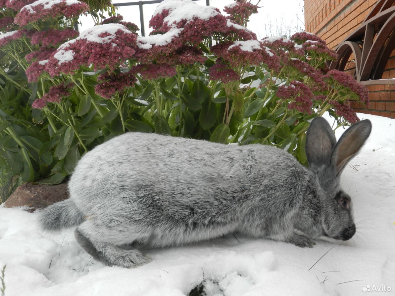 Кролики серебро купить. Европейский серебряный кролик. Царский кролик. Царский кролик питомник. Кролики серебро.