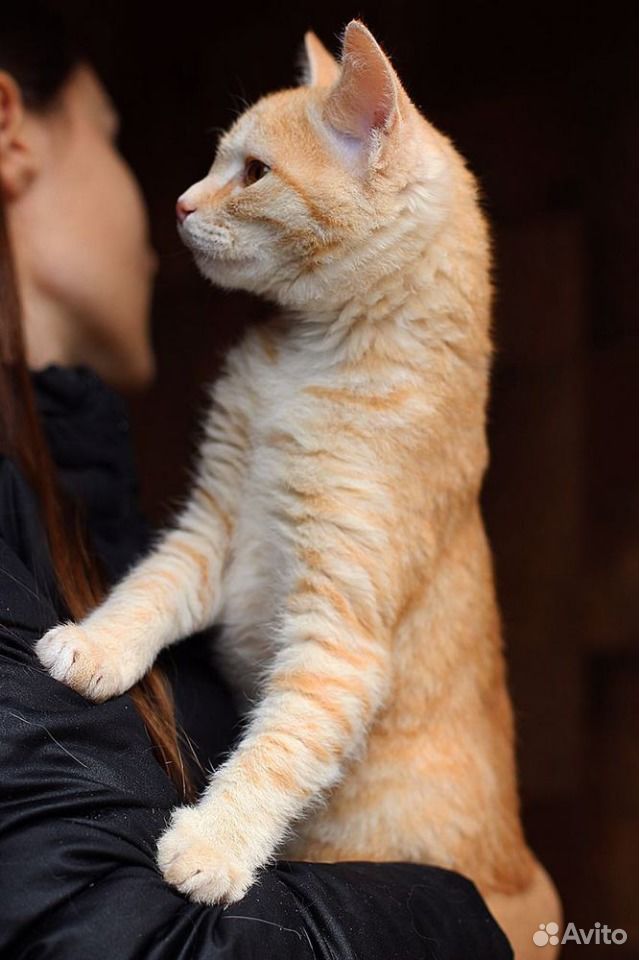 Весёлый, рыжий котенок в добрые руки купить на Зозу.ру - фотография № 7