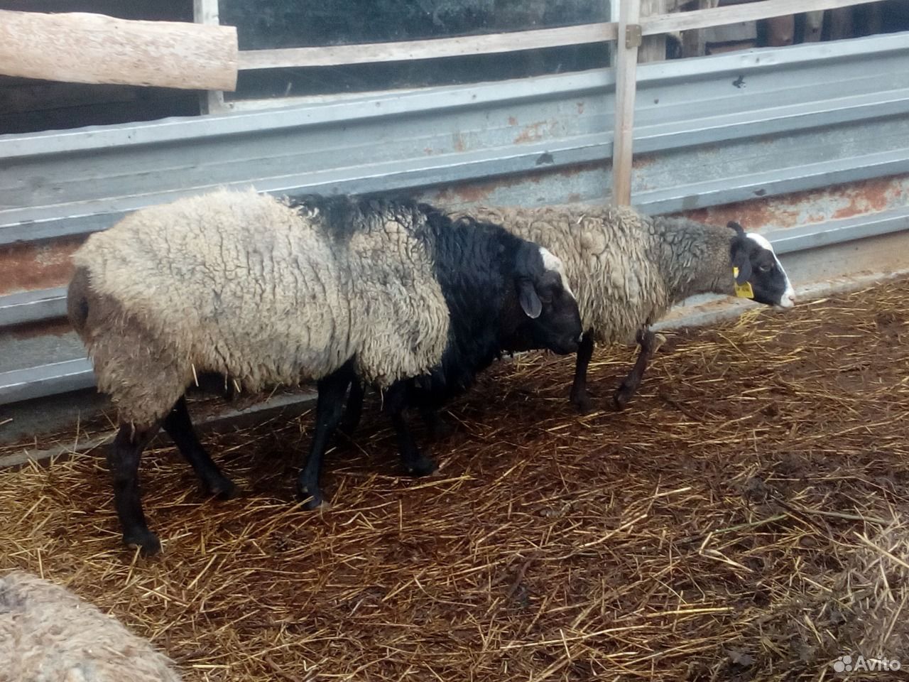 Продам. Романовских овец ягнят купить на Зозу.ру - фотография № 2