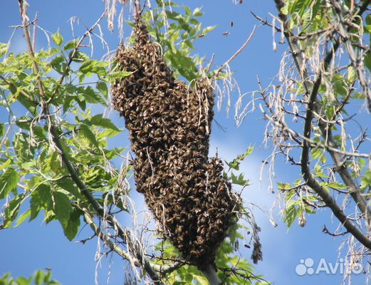 Рой пчёл среднерусской породы купить на Зозу.ру - фотография № 1