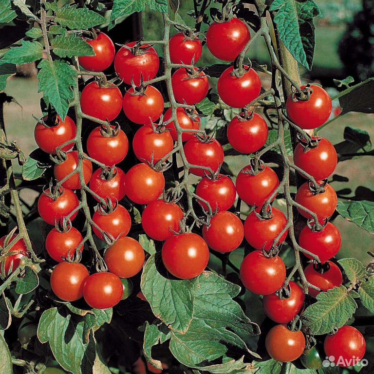 Рассада томатов сорт "Черри" купить на Зозу.ру - фотография № 1