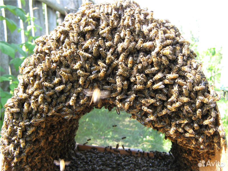 Рой пчел купить на Зозу.ру - фотография № 1