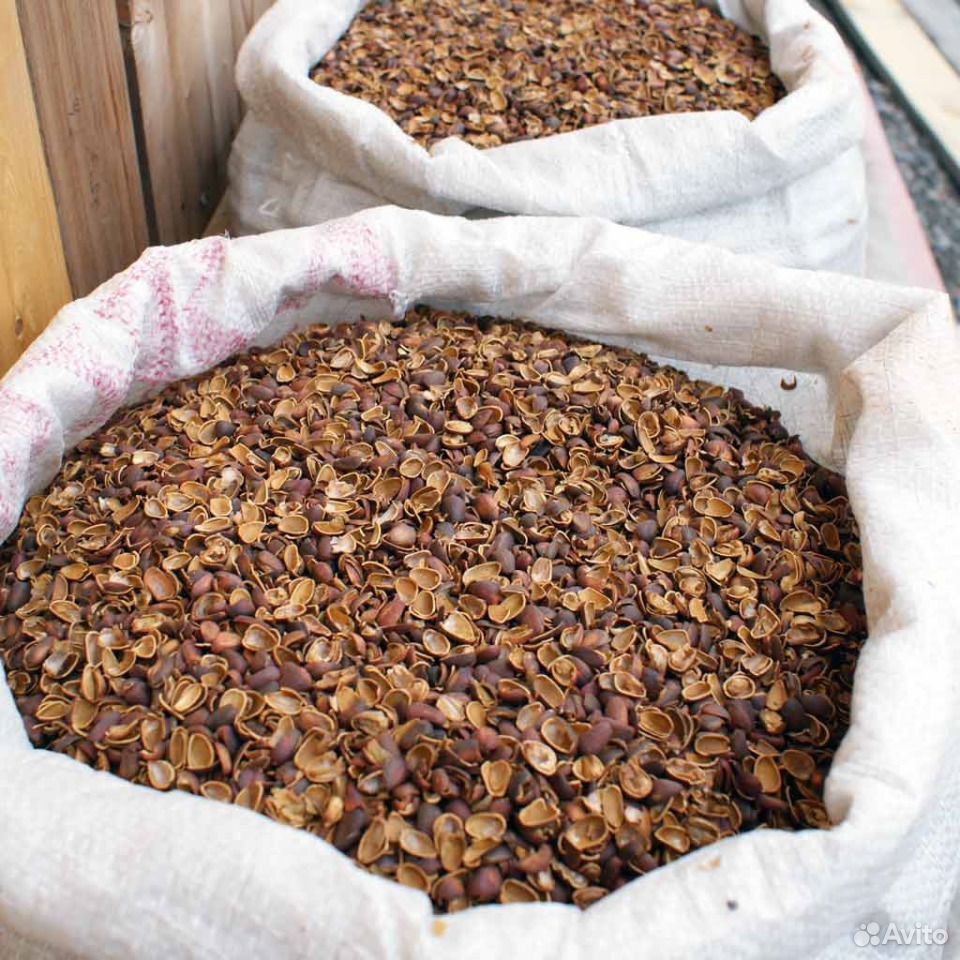 Скорлупа ореха алтайского кедра 20 кг купить на Зозу.ру - фотография № 1