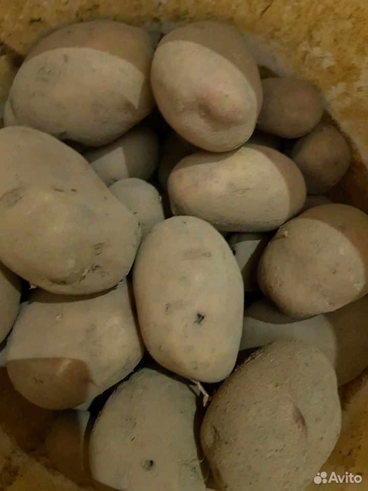 Картофель семенной купить на Зозу.ру - фотография № 1