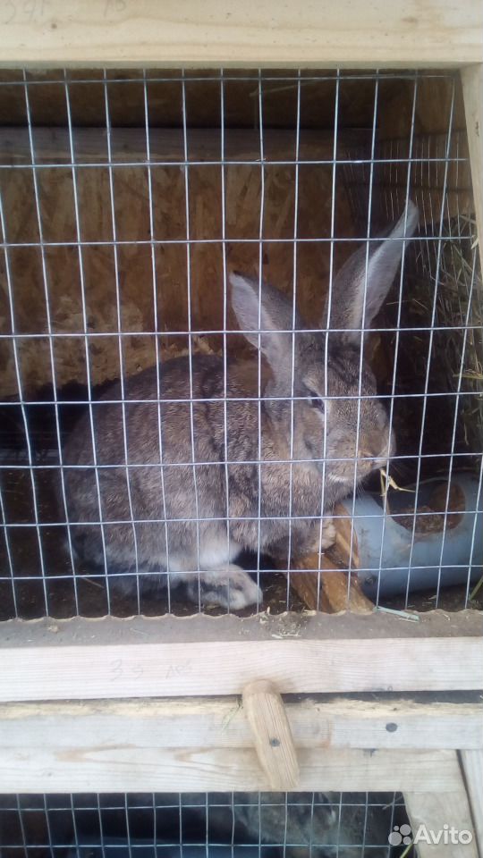 Кролики Фландр (крольчата обмен) купить на Зозу.ру - фотография № 3