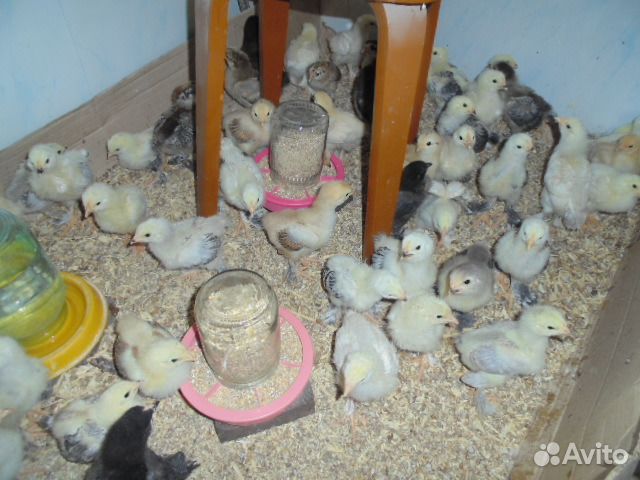 Цыплята Брама купить на Зозу.ру - фотография № 1