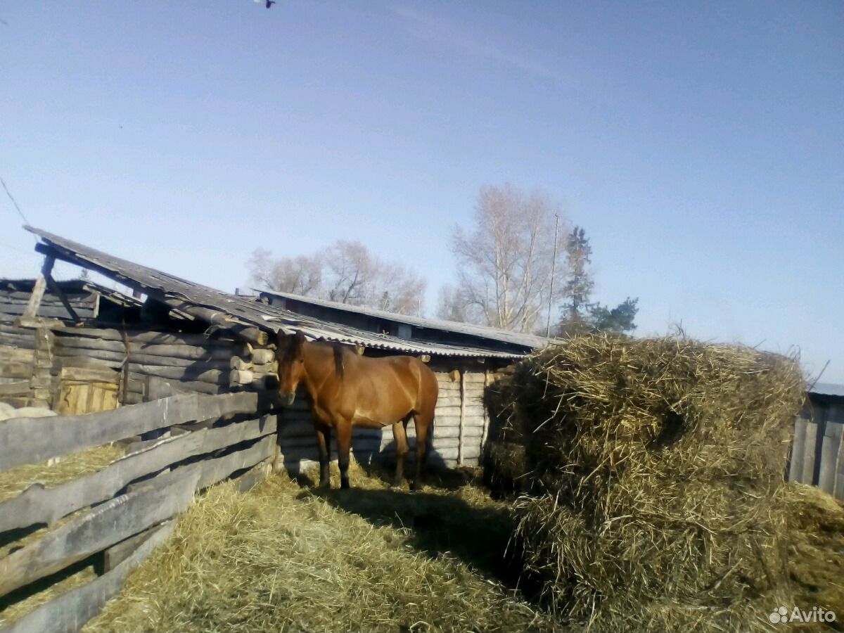 Лошадь кобыла купить на Зозу.ру - фотография № 4