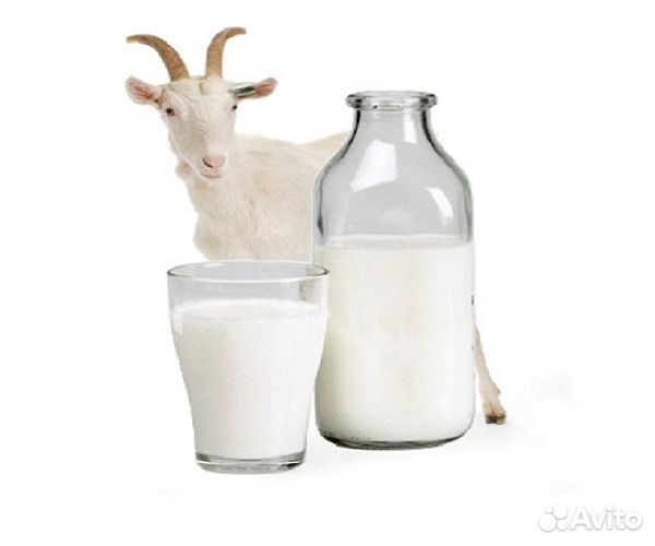 Козы, козье молоко вкусное, без запаха купить на Зозу.ру - фотография № 1