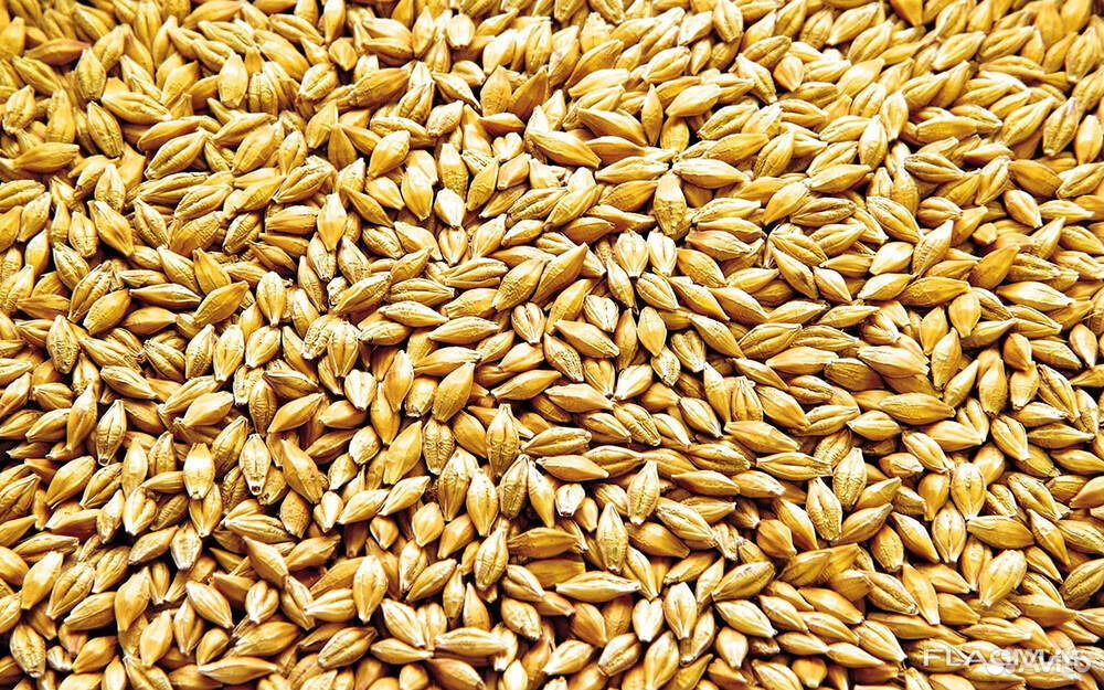 Корм для животных. Зерно (пшеница, ячмень) купить на Зозу.ру - фотография № 1