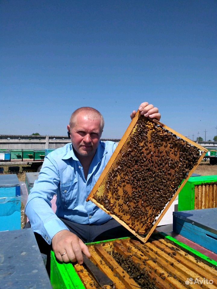 Матки пчелиные купить на Зозу.ру - фотография № 3