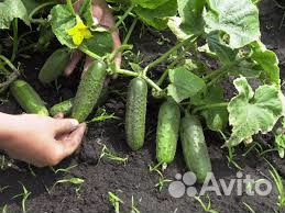 Огурцы со своего огорода купить на Зозу.ру - фотография № 1