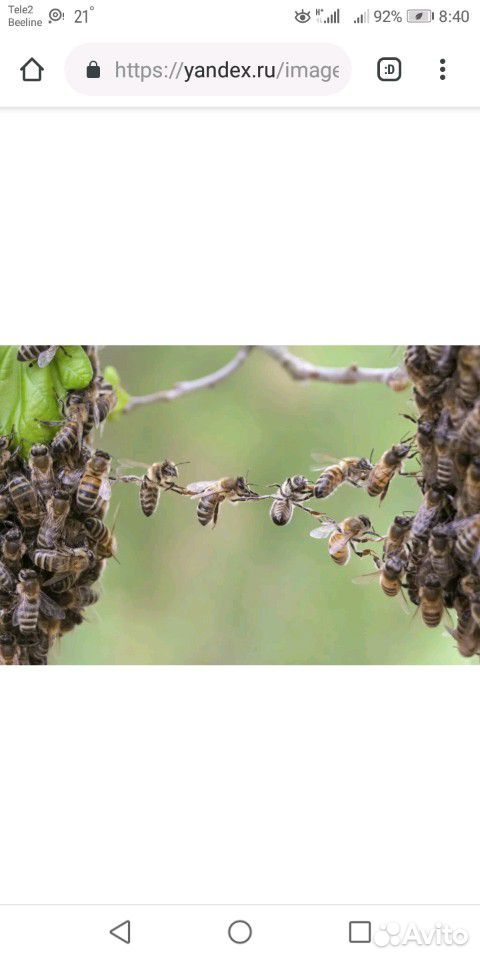 Сниму рои пчел купить на Зозу.ру - фотография № 1