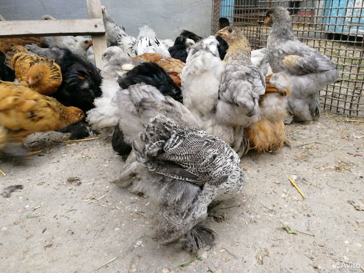 Цыплята брама купить на Зозу.ру - фотография № 6
