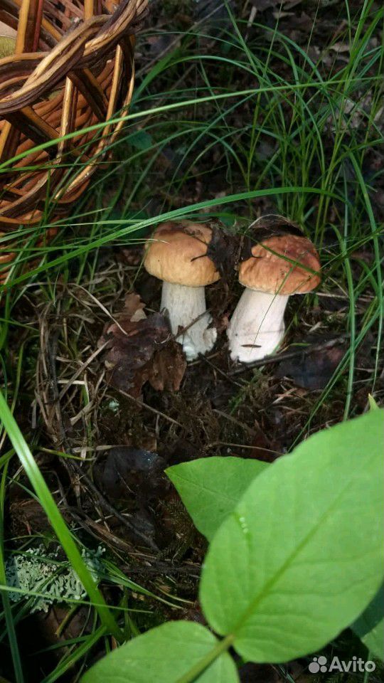 Белый гриб, подосиновики, лисички купить на Зозу.ру - фотография № 1
