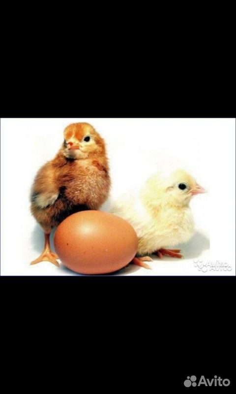 Инкубационное яйцо несушки Ломан Браун купить на Зозу.ру - фотография № 1