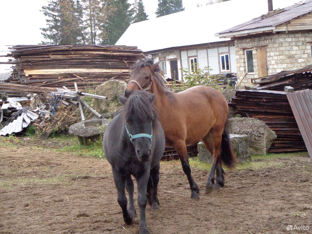Пони, пони класс, жеребец купить на Зозу.ру - фотография № 6