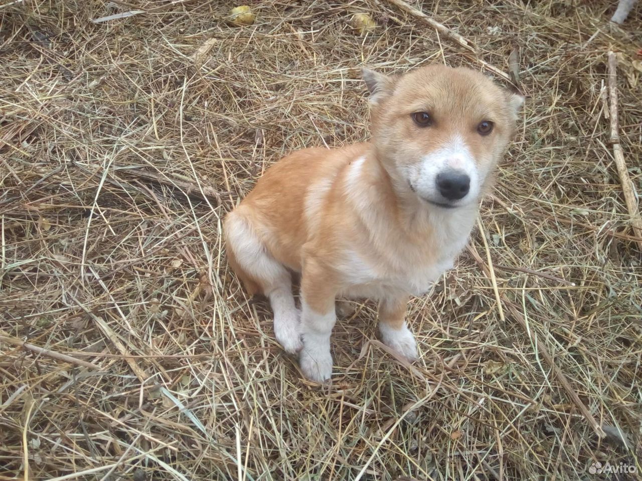 Купить Собаку В Кемеровской Обл