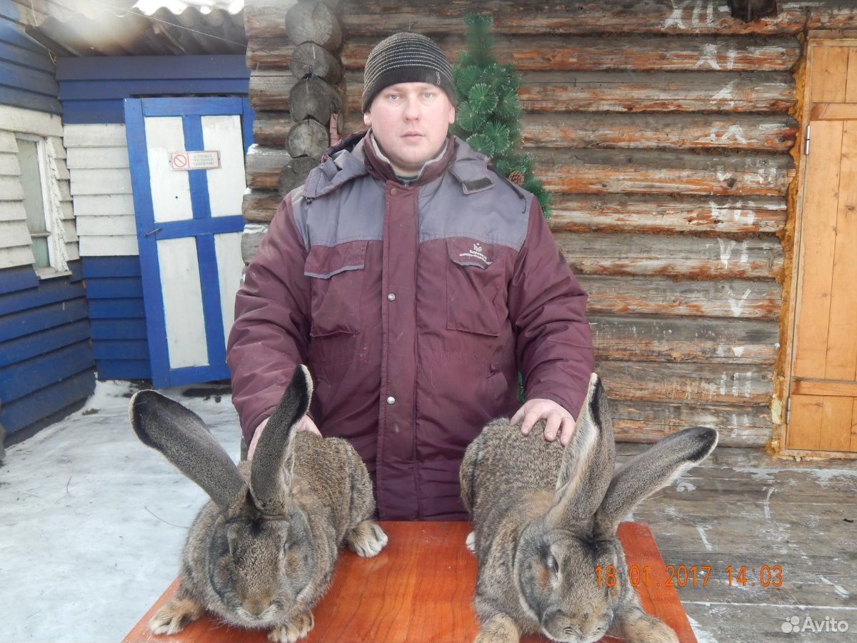 Продам чисто породных кроликов на племя купить на Зозу.ру - фотография № 1