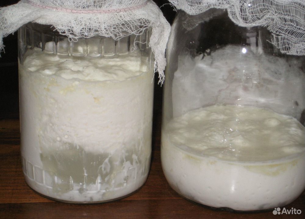 Молочный гриб купить на Зозу.ру - фотография № 2