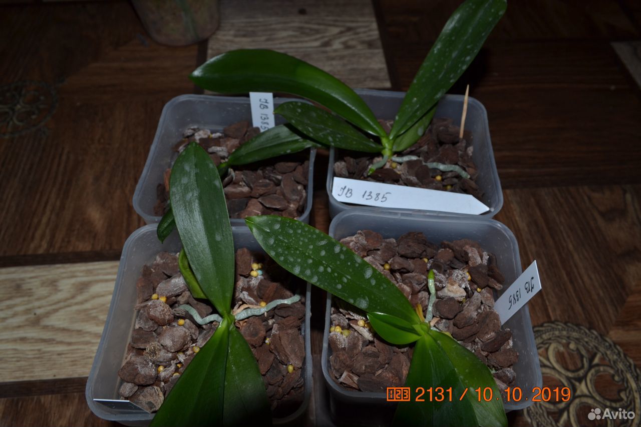 Phalaenopsis tetrapis C1 купить на Зозу.ру - фотография № 7