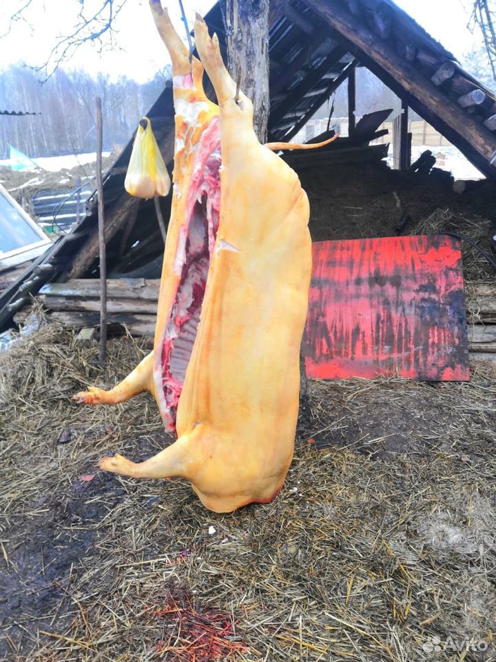 Продам Мясо Свинина Выкормленная в домашних услови купить на Зозу.ру - фотография № 4