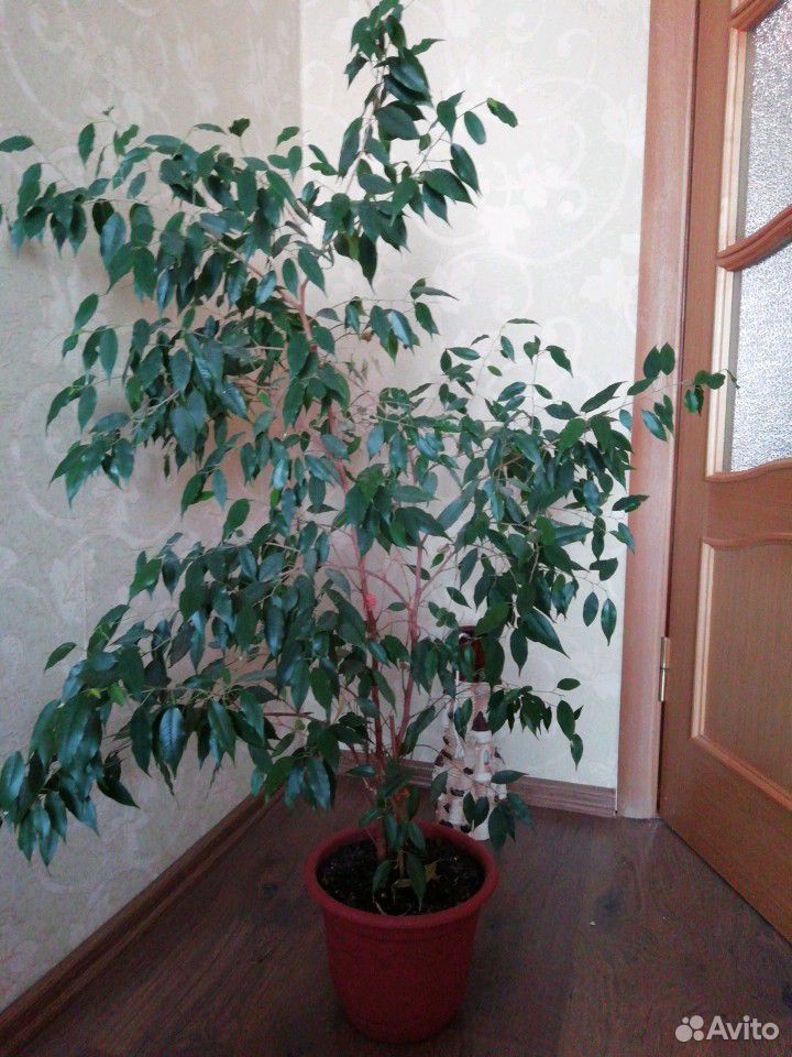 Растение фикус 1,5 м купить на Зозу.ру - фотография № 1