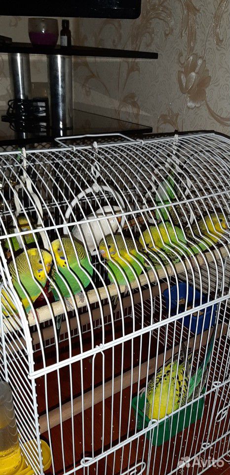 Продаю волнистых попугаев купить на Зозу.ру - фотография № 1