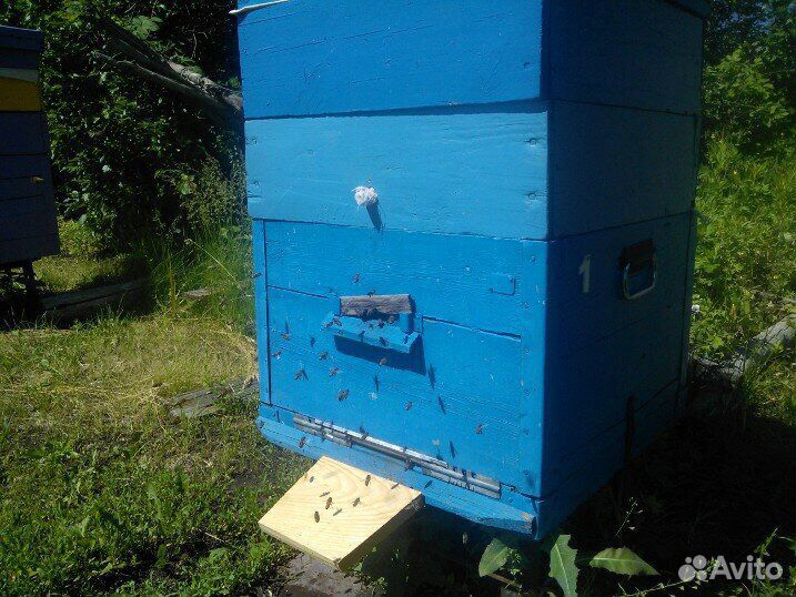 Улей с пчёлами купить на Зозу.ру - фотография № 1