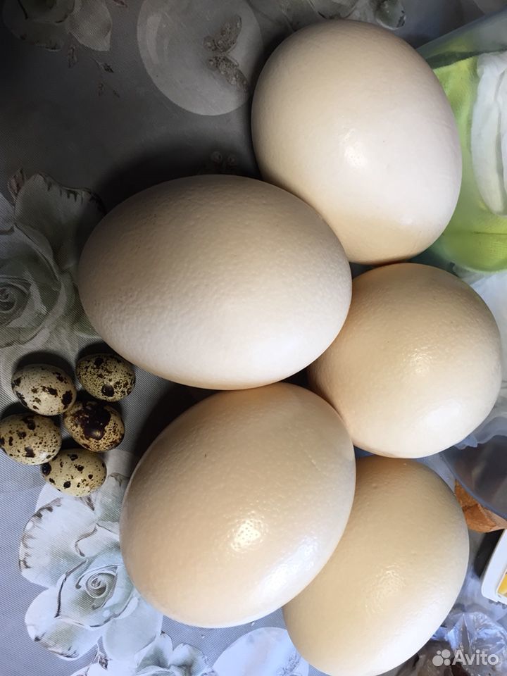 Яйца страуса купить на Зозу.ру - фотография № 1