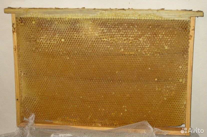 Продается сушь пчелиная купить на Зозу.ру - фотография № 1