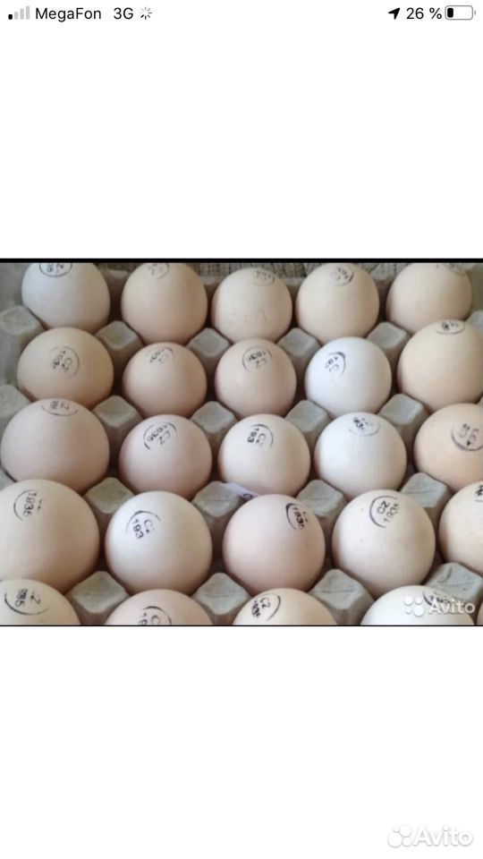 Купить бройлерные инкубационные яйца