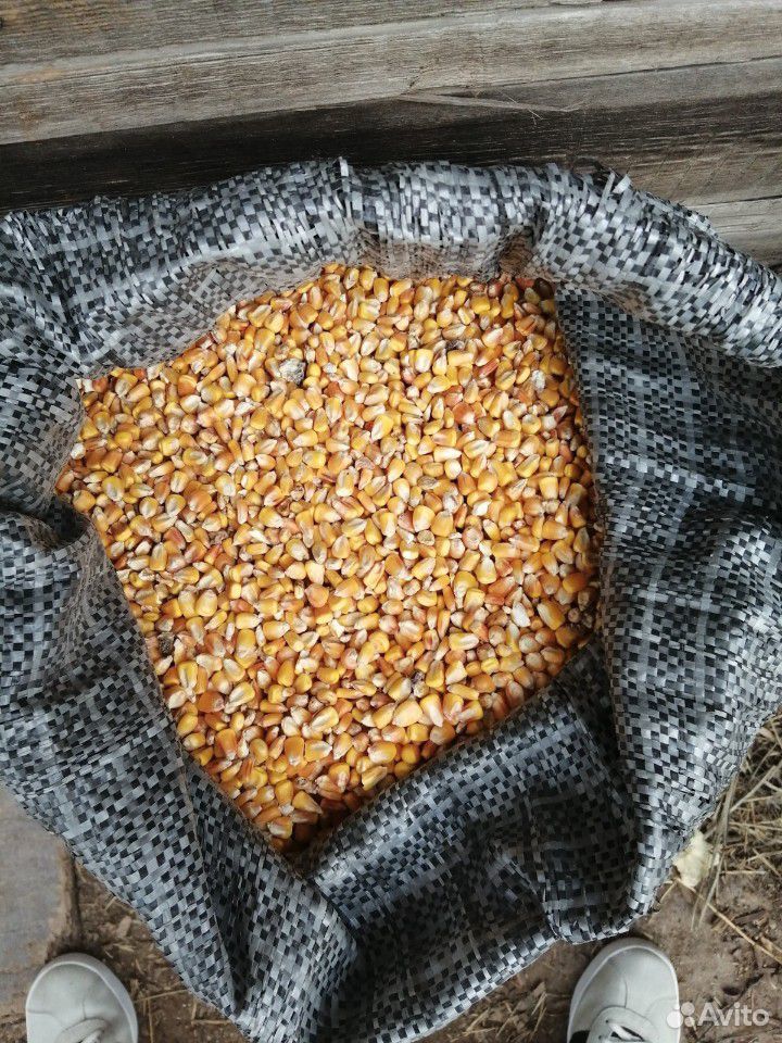 Кукуруза зерна купить на Зозу.ру - фотография № 1
