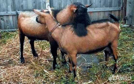 Продаю козу - 1 год и 7 козлят купить на Зозу.ру - фотография № 1
