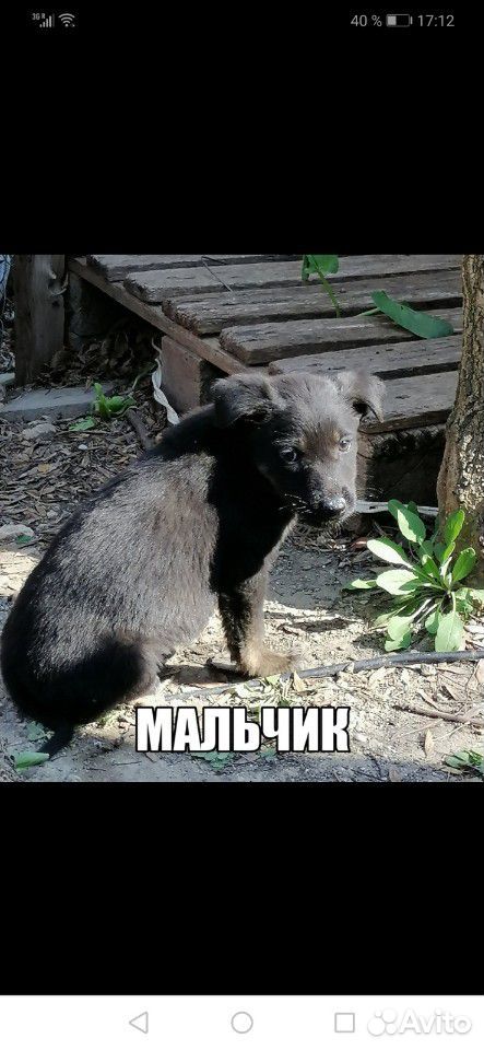 Сос щенки в опасности. Нужен постоянный дом купить на Зозу.ру - фотография № 2