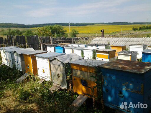 Продаются пчелосемьи купить на Зозу.ру - фотография № 5