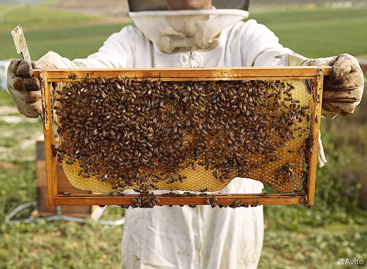 Пчелопакеты продаю купить на Зозу.ру - фотография № 1
