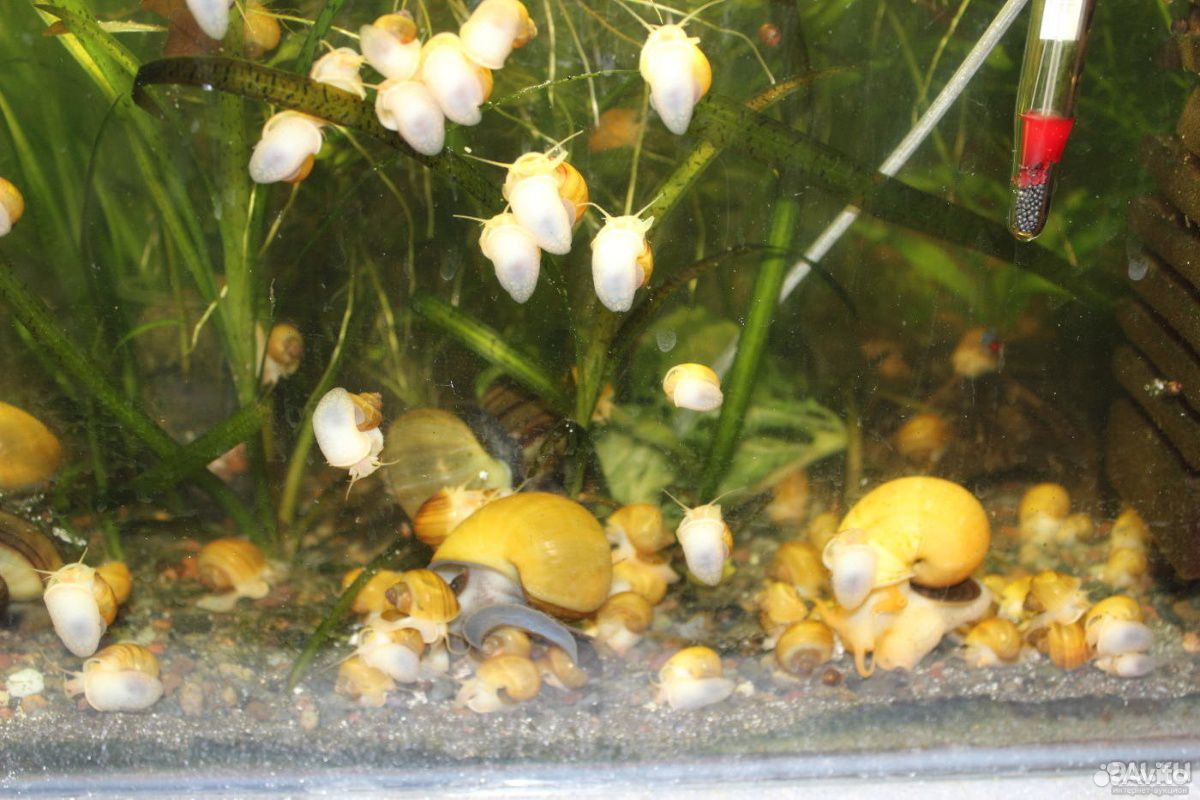 Фото как размножаются улитки в аквариуме фото