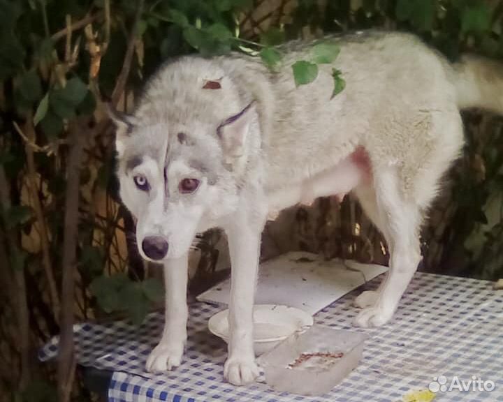 авито сочи животные