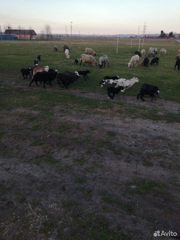 Овцы с ягнятами купить на Зозу.ру - фотография № 9