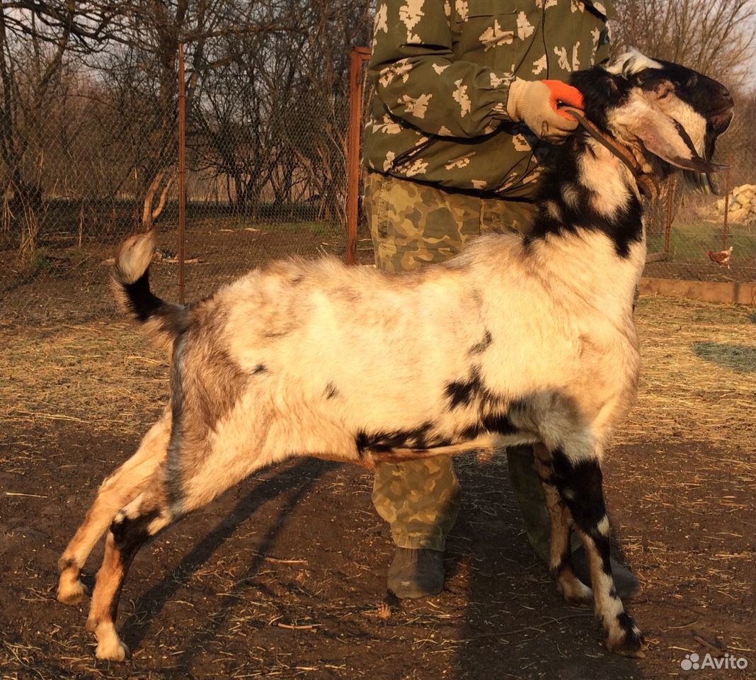 Чистопородный Англо-Нубийский козел с родословной купить на Зозу.ру - фотография № 2