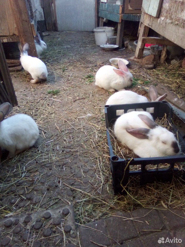 Кролики колифорнийцы купить на Зозу.ру - фотография № 3