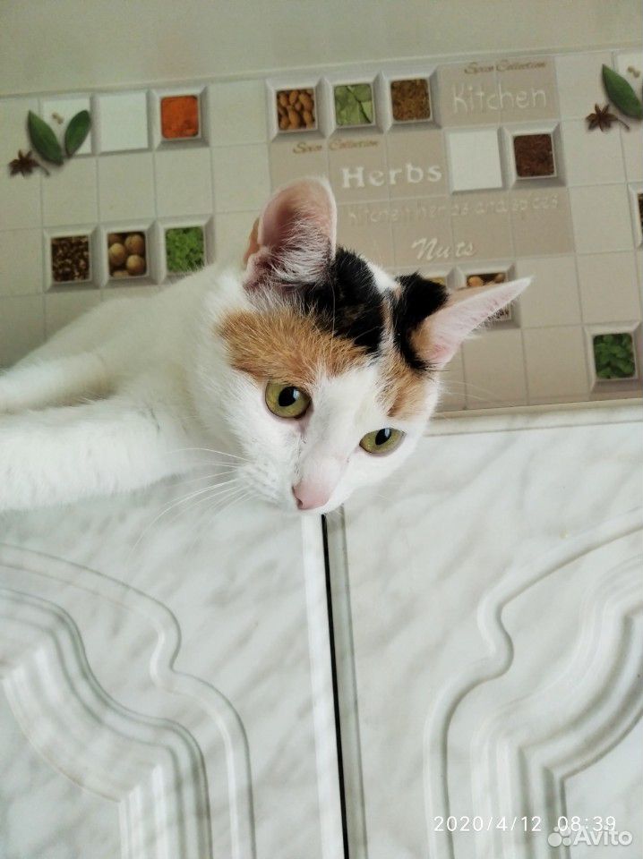 Трёхцветная кошка в хорошие руки купить на Зозу.ру - фотография № 1