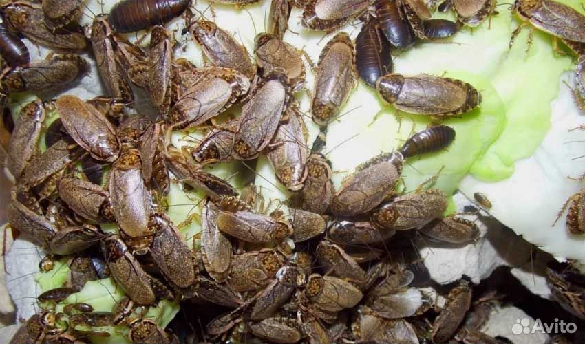 Мадагаскарский шипящий таракан купить на Зозу.ру - фотография № 5