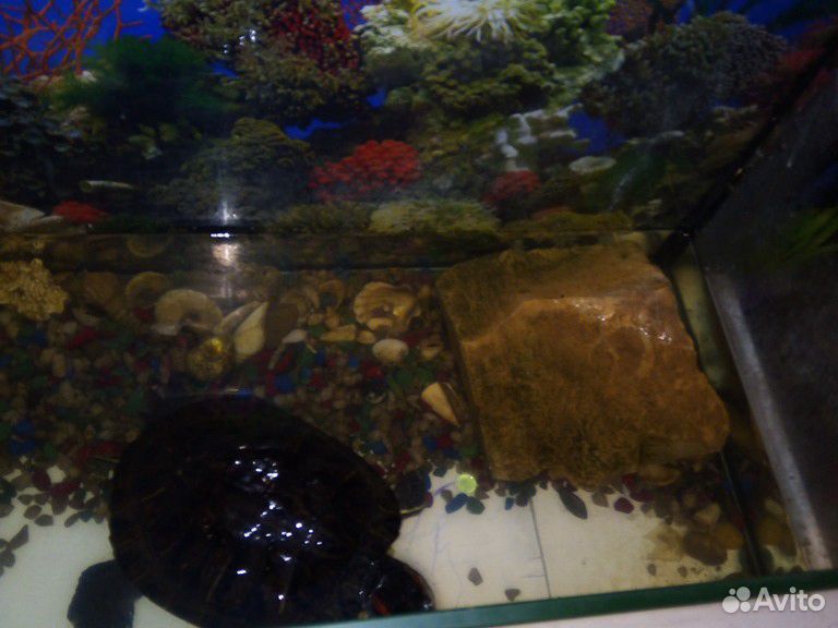 Большой аквариум с 2 черепахами купить на Зозу.ру - фотография № 3