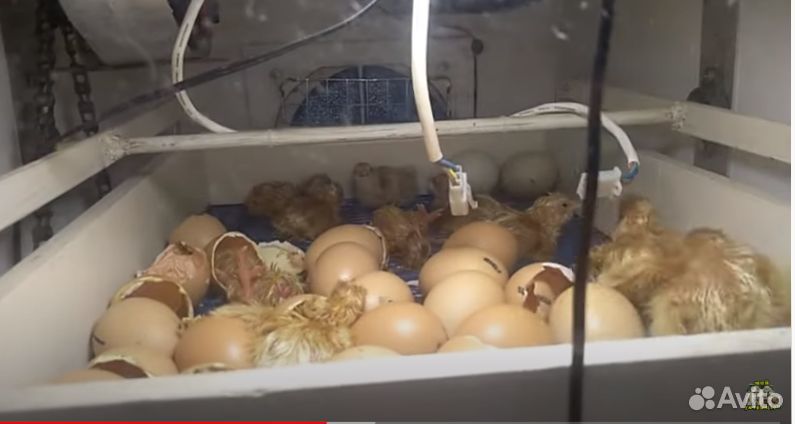 Кобб инкубационное яйцо и цыплята купить на Зозу.ру - фотография № 3