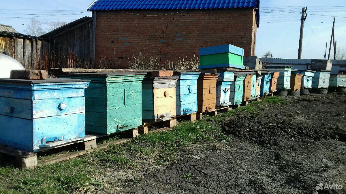 Продажа пчело-отводков купить на Зозу.ру - фотография № 4