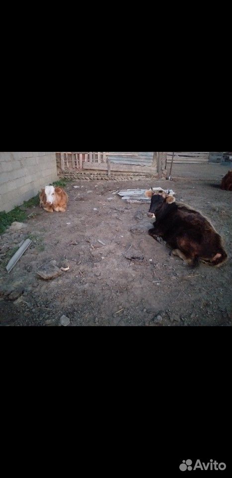 4 тёлки и 2 коровы купить на Зозу.ру - фотография № 1