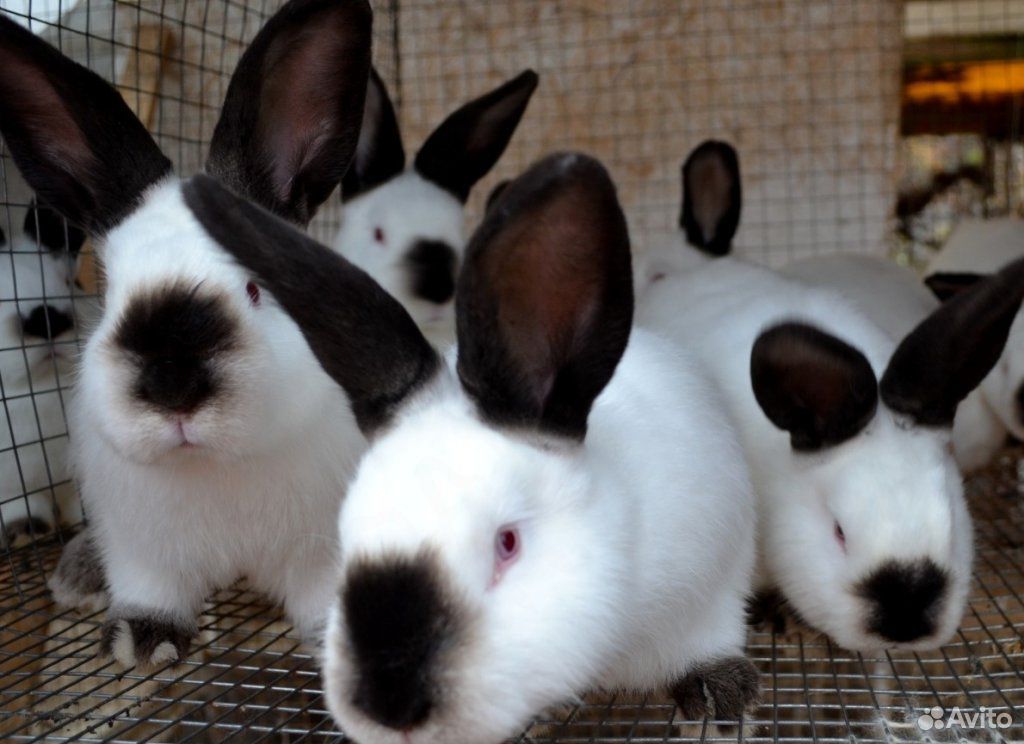 Кролики породы калифорнийцы купить на Зозу.ру - фотография № 1